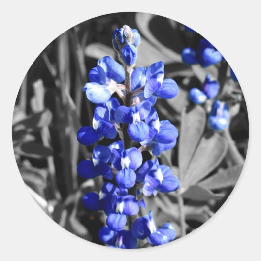 Bluebonnet-Aufkleber Runder Aufkleber (Vorderseite)