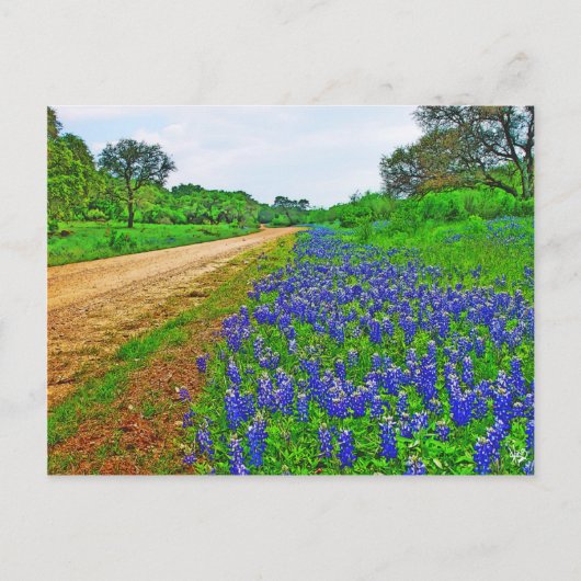 Bluebonnet Back Road Postkarte (Vorderseite)