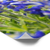 Bluebonnet Blume Scripting Poster (Ecke)