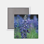 Bluebonnet Blume Texas Floral Blue Magnet (Vorderseite/Rückseite)