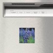 Bluebonnet Blume Texas Floral Blue Magnet (In Situ (Geschirrspüler))