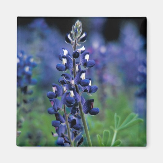Bluebonnet Blume Texas Floral Blue Magnet (Vorne)