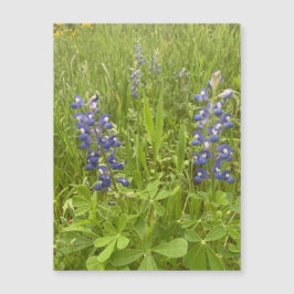 Bluebonnet Blvd. Magnet