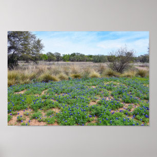 Bluebonnet Feld, Austin, Texas Poster