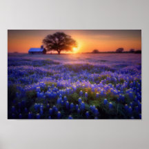 Bluebonnet Feld bei Sonnenuntergang mit alter Sche