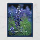 Bluebonnet Field Blue Blume Texas Staat Postkarte (Vorderseite)