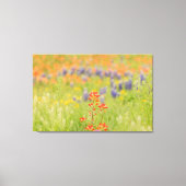 Bluebonnet-Foto aus Texas Hill Country Leinwanddruck (Vorderseite)