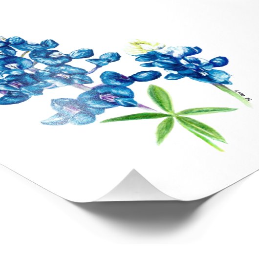 Bluebonnet Fotodruck (Ecke)