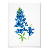 Bluebonnet Fotodruck (Vorne)