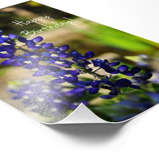 Bluebonnet "Happy Birthday" Foto drucken (Ecke)