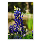 Bluebonnet "Happy Birthday" Foto drucken (Vorne)