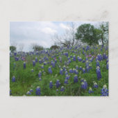 Bluebonnet Hill Postkarte (Vorderseite)