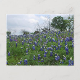 Bluebonnet Hill Postkarte