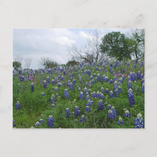 Bluebonnet Hill Postkarte (Vorderseite)