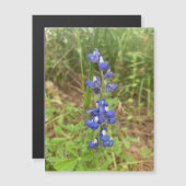 Bluebonnet Magnet (Vorne/Hinten)