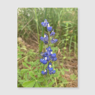 Bluebonnet Magnet