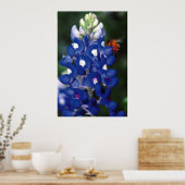 Bluebonnet mit Biene Poster (Küche)