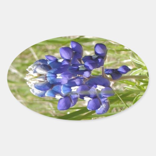 Bluebonnet Ovaler Aufkleber (Vorderseite)