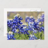 Bluebonnet Postcard Postkarte (Vorne/Hinten)