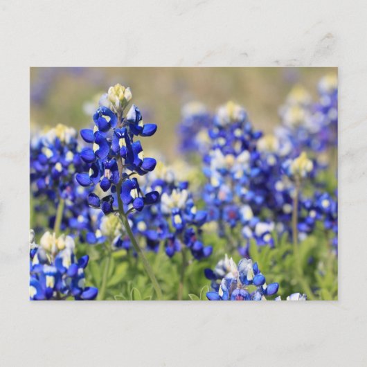Bluebonnet Postcard Postkarte (Vorderseite)
