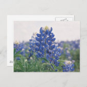 Bluebonnet Postkarte (Vorne/Hinten)