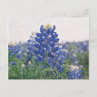 Bluebonnet Postkarte