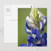 Bluebonnet Postkarte (Vorne/Hinten)