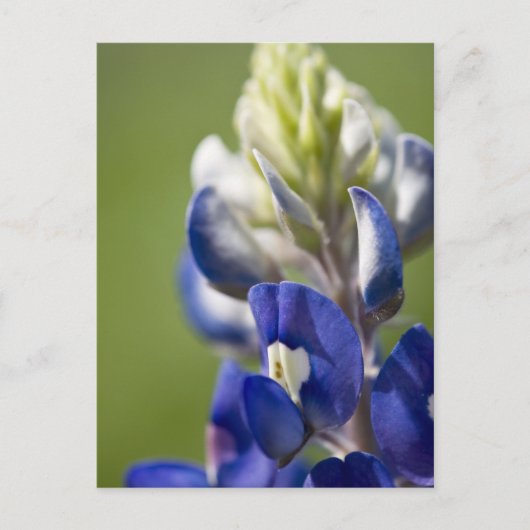 Bluebonnet Postkarte (Vorderseite)