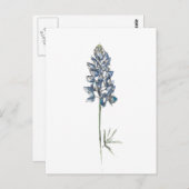 Bluebonnet Postkarte (Vorne/Hinten)