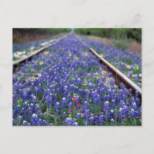 Bluebonnet Railway Postkarte
