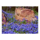 Bluebonnet Rock #2 Fotodruck (Vorne)