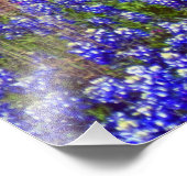 Bluebonnet Rock #2 Fotodruck (Ecke)