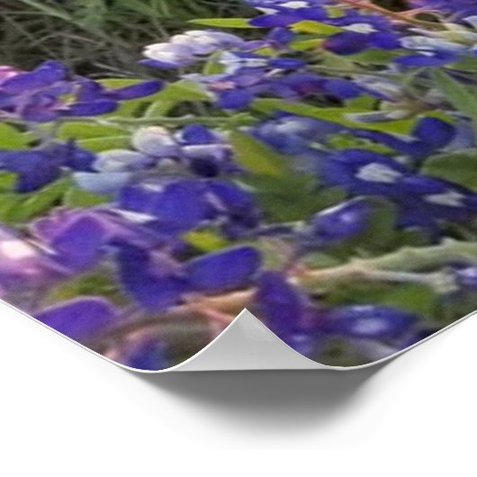 Bluebonnet Sunset Poster (Ecke)