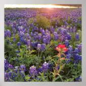 Bluebonnet Sunset Poster (Vorne)
