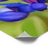 Bluebonnet Texas Blume Nah Up Wildblume Poster (Ecke)