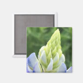 Bluebonnet Tipp Magnet (Vorderseite/Rückseite)