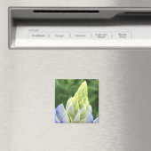 Bluebonnet Tipp Magnet (In Situ (Geschirrspüler))