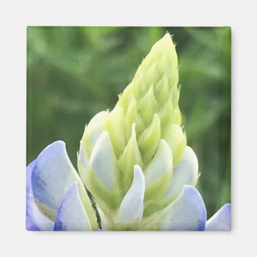 Bluebonnet Tipp Magnet (Vorne)
