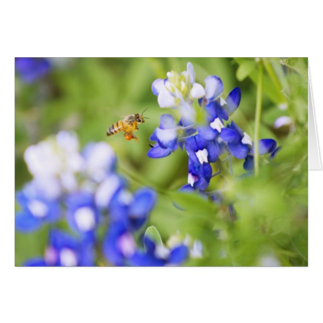 Bluebonnet und Biene (Vorderseite (Horizontal))