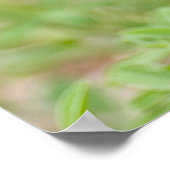 Bluebonnet-Wildblumen Poster (Ecke)