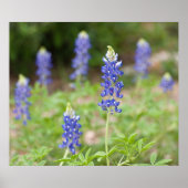 Bluebonnet-Wildblumen Poster (Vorne)