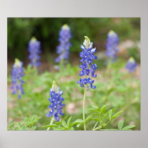 Bluebonnet-Wildblumen Poster