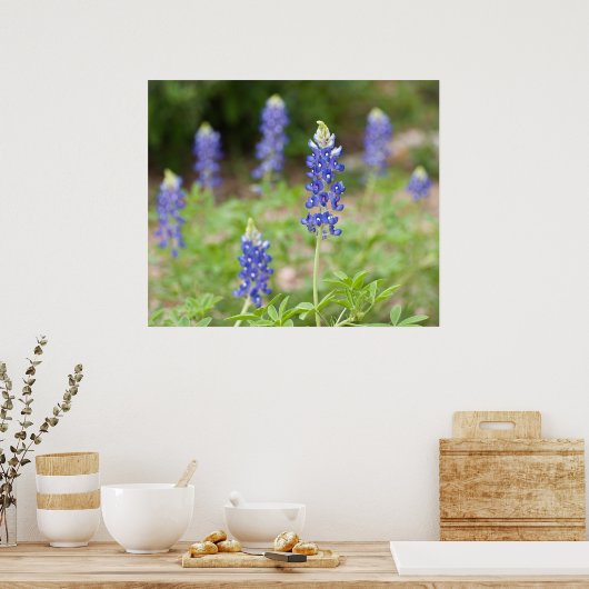 Bluebonnet-Wildblumen Poster (Küche)
