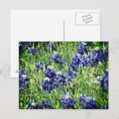 Bluebonnetpostkarte Postkarte (Vorne/Hinten)