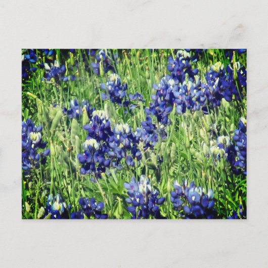 Bluebonnetpostkarte Postkarte (Vorderseite)