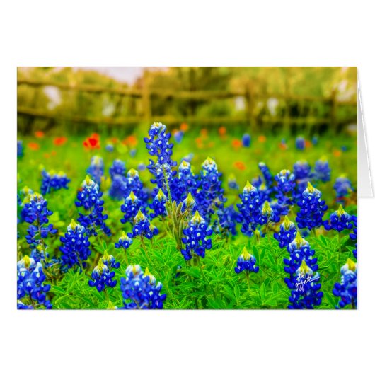 Bluebonnets (Vorderseite (Horizontal))