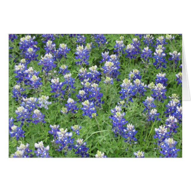 Bluebonnets (Vorderseite (Horizontal))