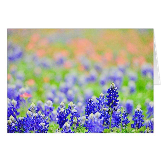 Bluebonnets am Abend (Vorderseite (Horizontal))