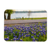Bluebonnets am See Magnet (Horizontal)