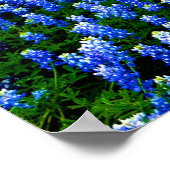 Bluebonnets Blue Flowers Texas Texan Floral Poster (Ecke)